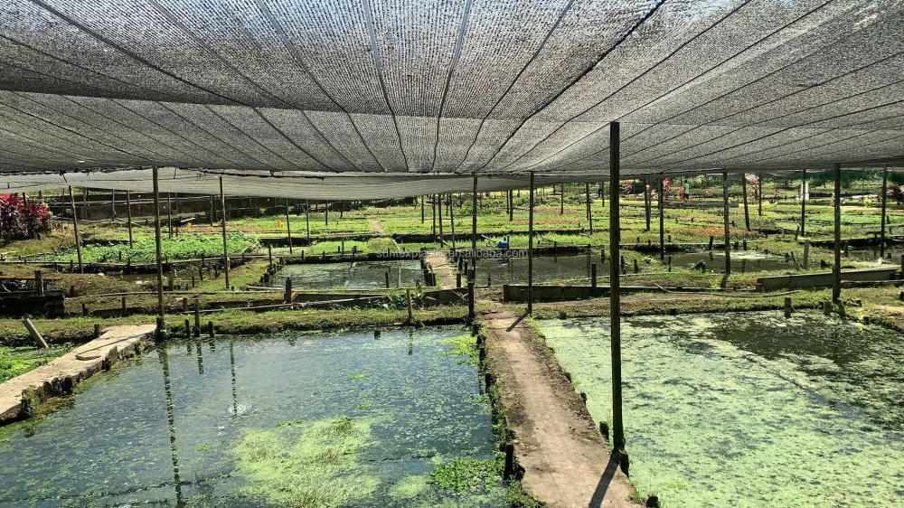 Agricultural Shade Nets