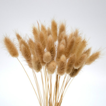 50 Stems Pampas Grass Dried Flower Bunny Tail Natural Plants Floral Rabbit Grass Bouquet Home Decoration Accessories