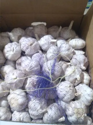 Normal white garlic/red garlic/purple garlic