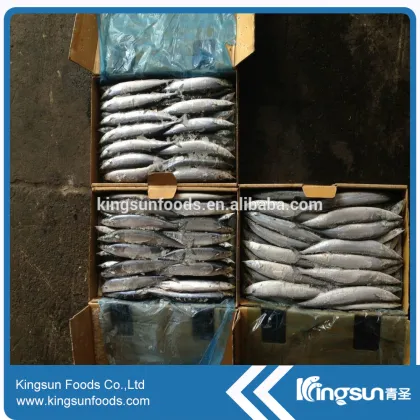 Frozen Pacific Saury (Cololabis Saira)