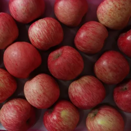 High Sweet Red Fuji Apple