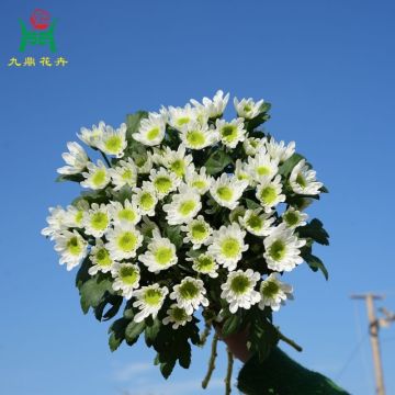 Ruibai White Spray Mums Flowers
