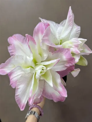 Lucky Angel Double Oriental Lily