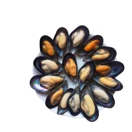 High Quality Frozen and Fresh Cooked Green Mussels