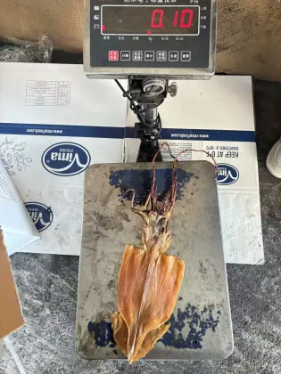 Frozen Dried Calamari Squid – A Unique Seafood Delight