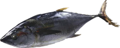Sea Frozen Tuna Whole Sale