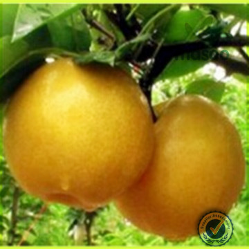 High Quality Fresh Pear,Fresh Pears Bulk Purchase,China Fresh Pear