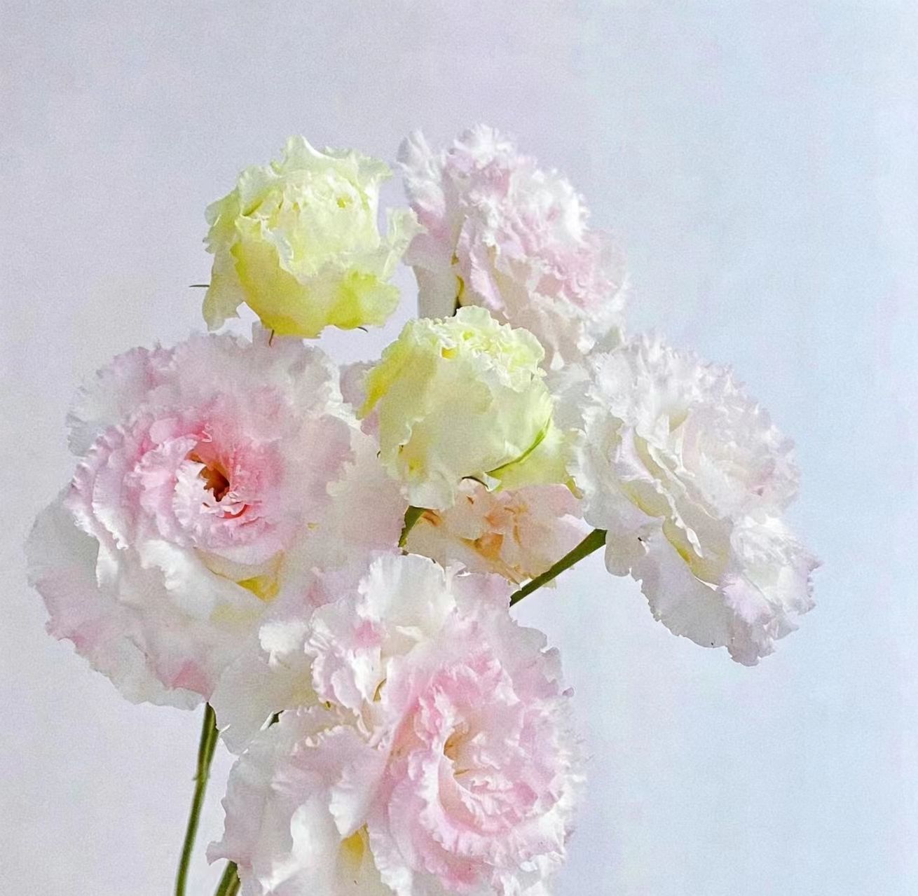 Ice Cream pink Lisianthus