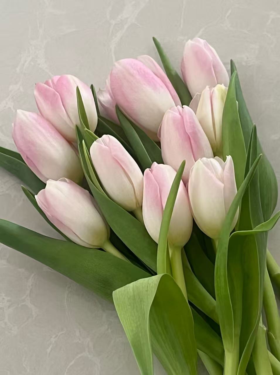 Fresh cut Tulip Dynasty 2