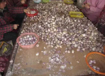 Fresh Yunnan Solo Garlic