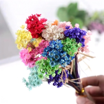 أزهار زهرة النجمة الصفراء DIY لديكور المنزل