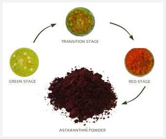 Astaxanthin Life Cycle