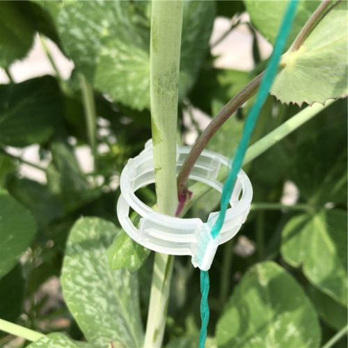 Clipe de fixação de planta clipe de videira de videira clipe de tomate