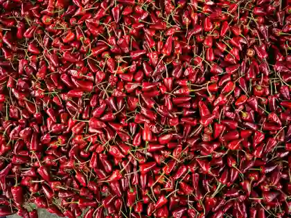 Authentic spicy flavor Dried chili-Bullet chili pepper