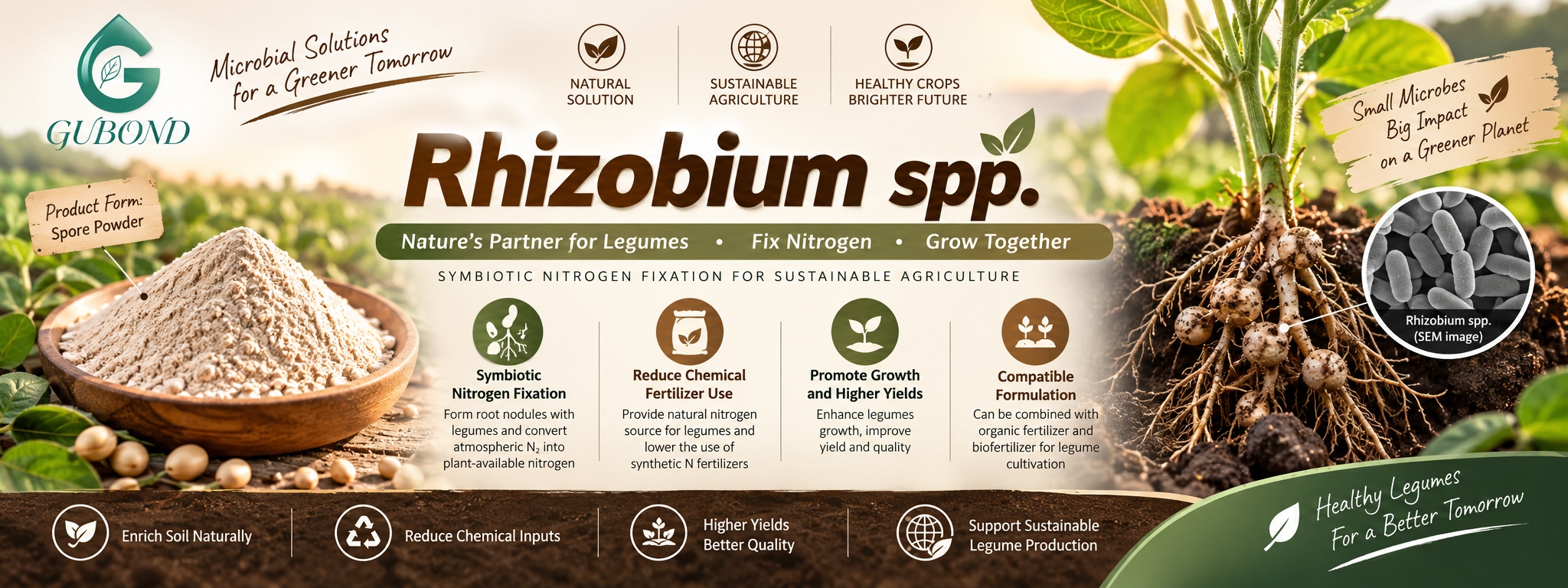 Rhizobium spp.