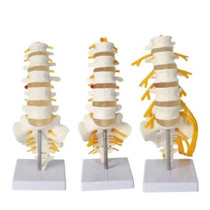 Lumbar Spine Model with Vertebrae, Ligaments, and Nerves
