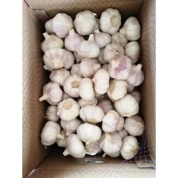 wholesale fresh garlic white garlic price