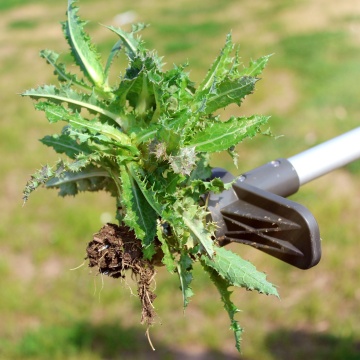 Buy-Wish Menaiktaraf 5 Claws Metal Garden Weeder Tool