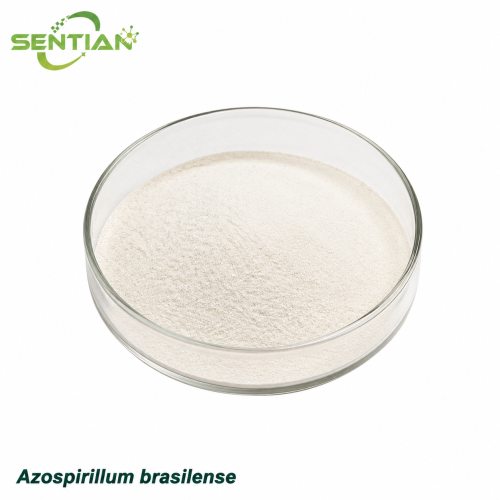 Azospirillum brasilense Root Growth Promoting Bacteria