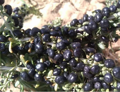 Dry Wild Black Wolfberry
