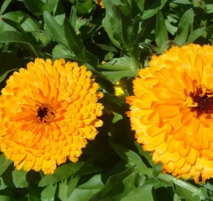 Beautiful flower seeds calendula officinalis seeds