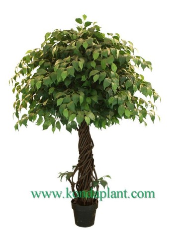 Ficus microcarpa bonsai trees,plastic bonsai tree