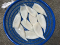 Φτηνές τιμές Καθαρισμένο κατεψυγμένο σωλήνα Squid U10
