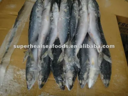 Frozen pacific mackerel Seafood