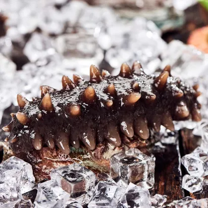 Wholesale sea cucumber powder sea cucumber peptide