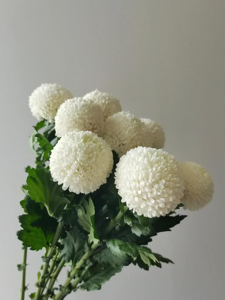 White Ping Pong Chrysanthemum