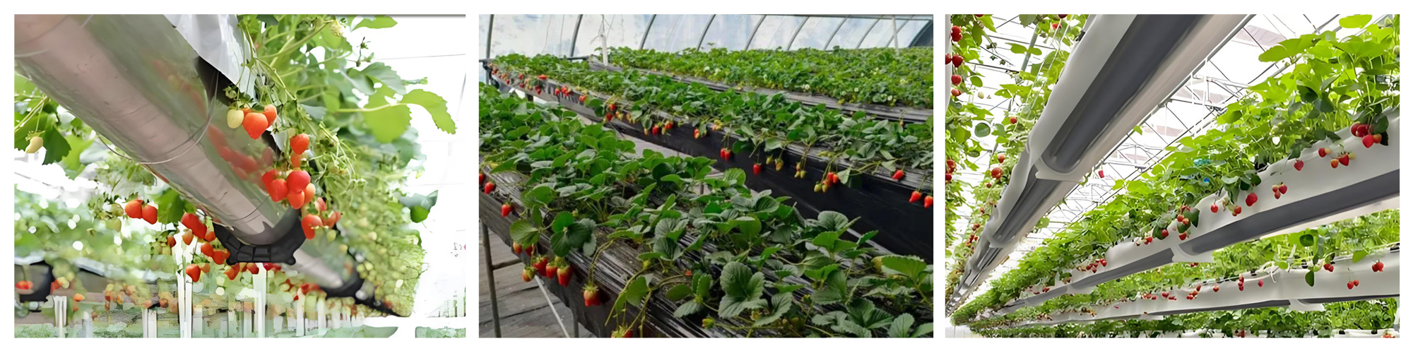 Strawberry Greenhouse