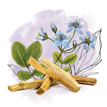 pure natural Guaiac essential oil