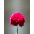 বিলাসবহুল কমান্ড কর্মক্ষমতা Peony