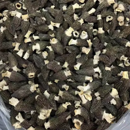 Fresh Harvest Morel Mushrooms Natural