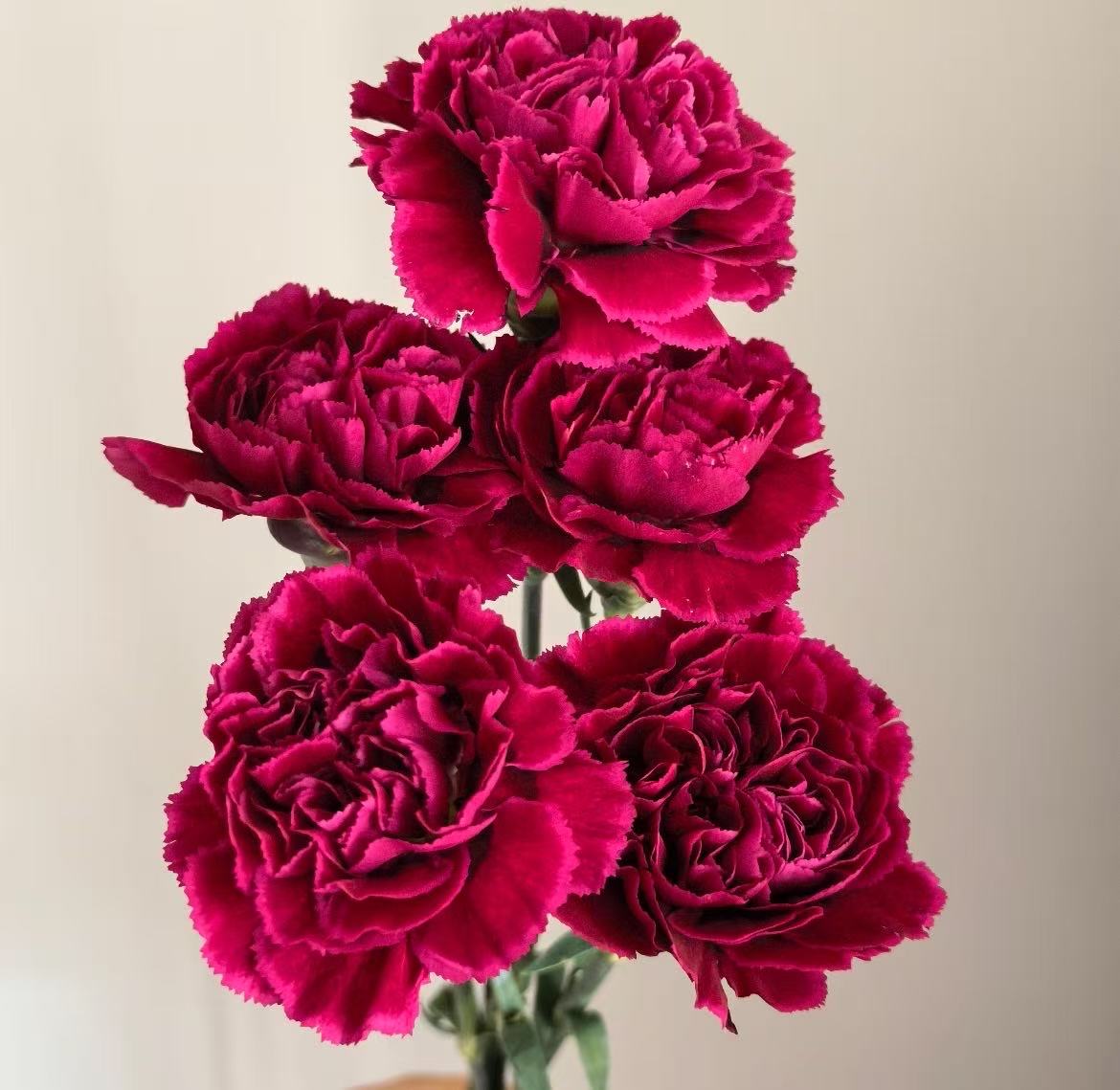 Single-headed Carnation flame3