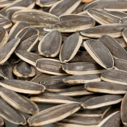 sunflower seed a nut or a grain