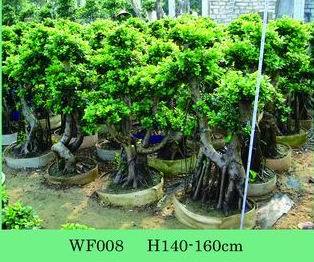 ficus big tree/ficus/ficus bonsai
