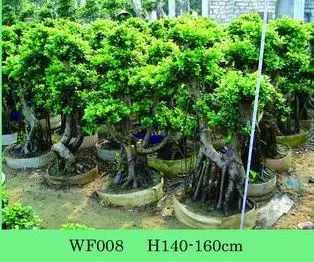 ficus big tree/ficus/ficus bonsai