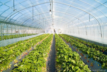 Multy-Span Agricultural Greenhouses Type and PE Material vegetables Greenhouse