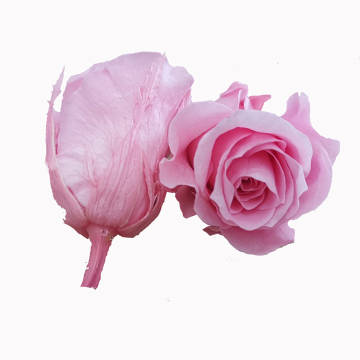 2024 Valentine's Day Gift: Real Preserved Roses & Immortal Flowers