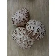 Nutritious Dried White Flower Shiitake Mushroom Supplier