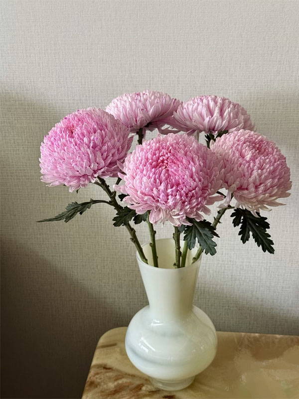 light pink ping-pong chrysanthemum