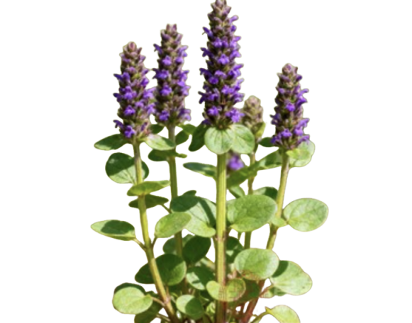 Prunella Extract Supplier