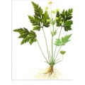 /msite/products/detail/productid/56662749/id/540752.html