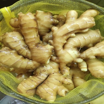 Packed Chinese Fresh Ginger to Pakistan Market