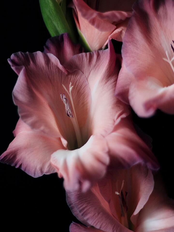Retro Gladiolus