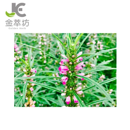 factory supply stachydrine hydrochloride 98% motherwort extract powder