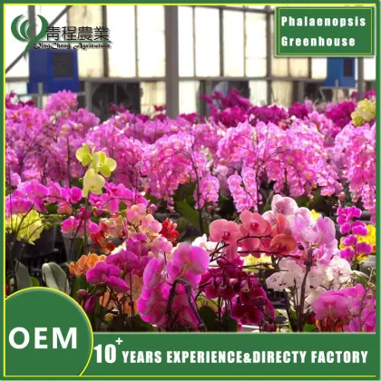 Phalaenopsis Greenhouse for Orchid Cultivation
