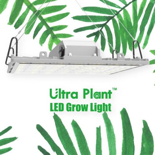 Luz de cultivo led ultravioleta de 365 nm regulable para interiores