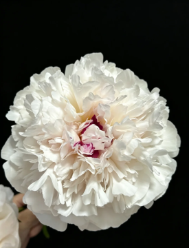 White Luxury Sandianhong Peony
